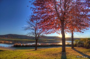 Autumn Trees      