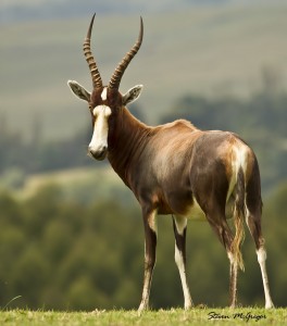 Blesbok      