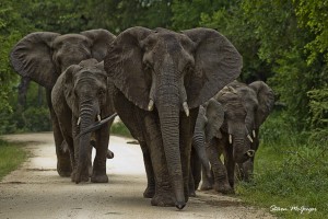 Elephant Family a      