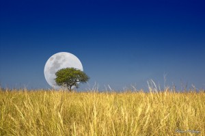 Moonrise1      