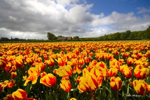 Tulip Field      