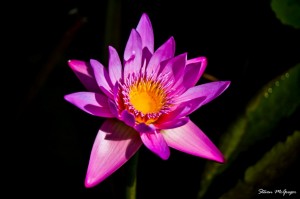 Water Lily      
